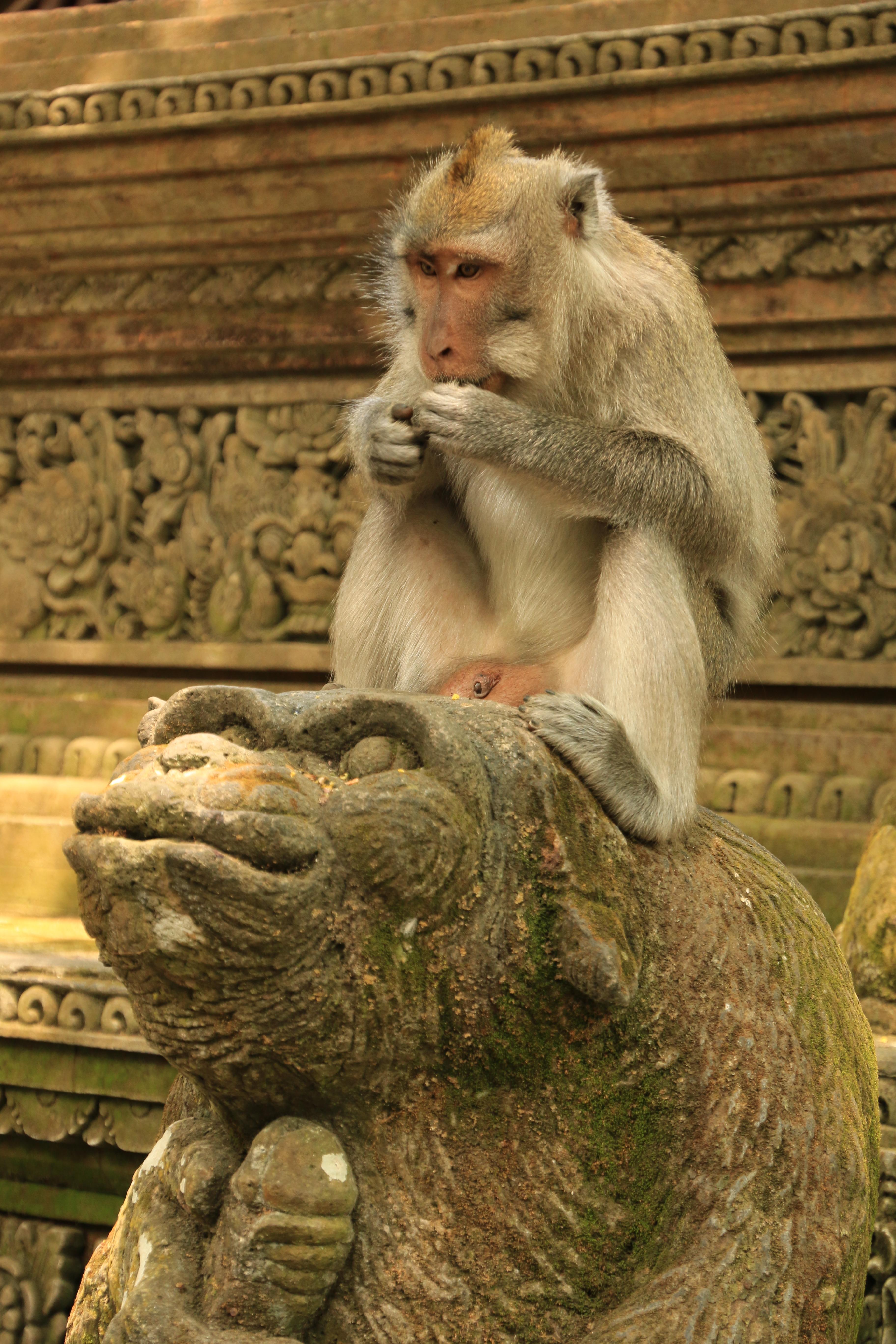 Ubud monkeys